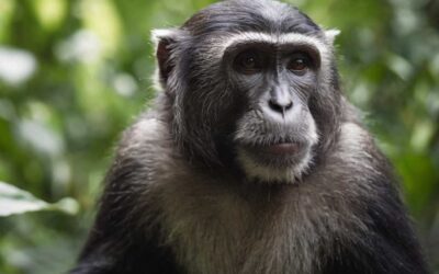 Accrochez de l&rsquo;art insolite avec des tableaux de singes dans votre déco